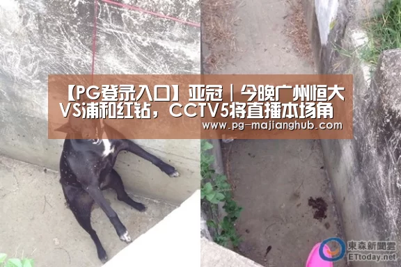 PG麻将官网